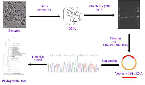 16S rDNA 분석을 통한 균주의 동정