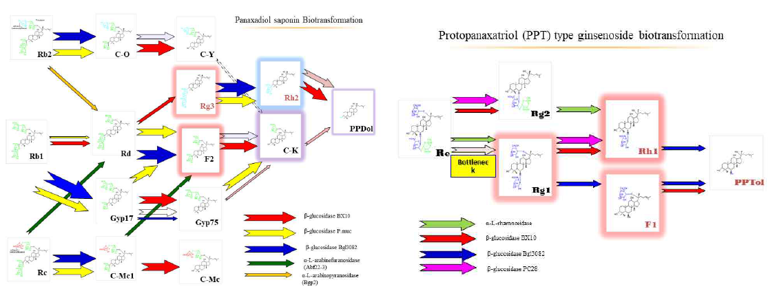 Protopanaxadiol & Protopanaxatriol ginsenoside 전환 모식도