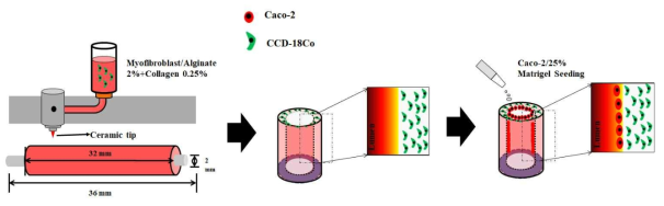 Caco-2/CCD-18Co 세포로 구성된 도관형 인공 장 제작 공정 개념도