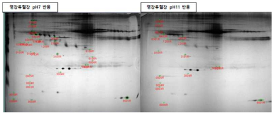 pH 처리에 따른 영장류 혈액 시료의 2차원 전기영동 분석 (2)