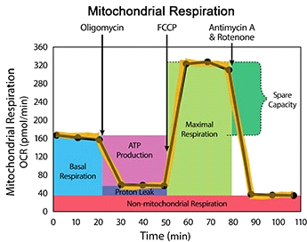 Analysation of mitochondrial respiratory profile using Searhorse (Agilent Seahorse XF)