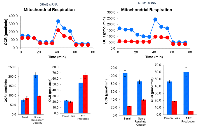 STIM1 and ORAI3 regulate mitochondrial function in Differentiated LUHMES DA neurone