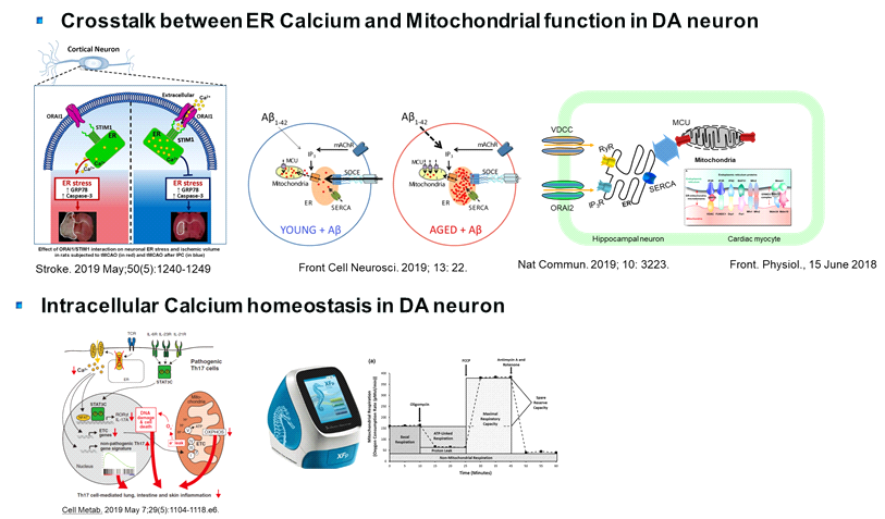 Schematic diagram for future stdies on in vitro models with LUHMES cell for Parkinson’s disease