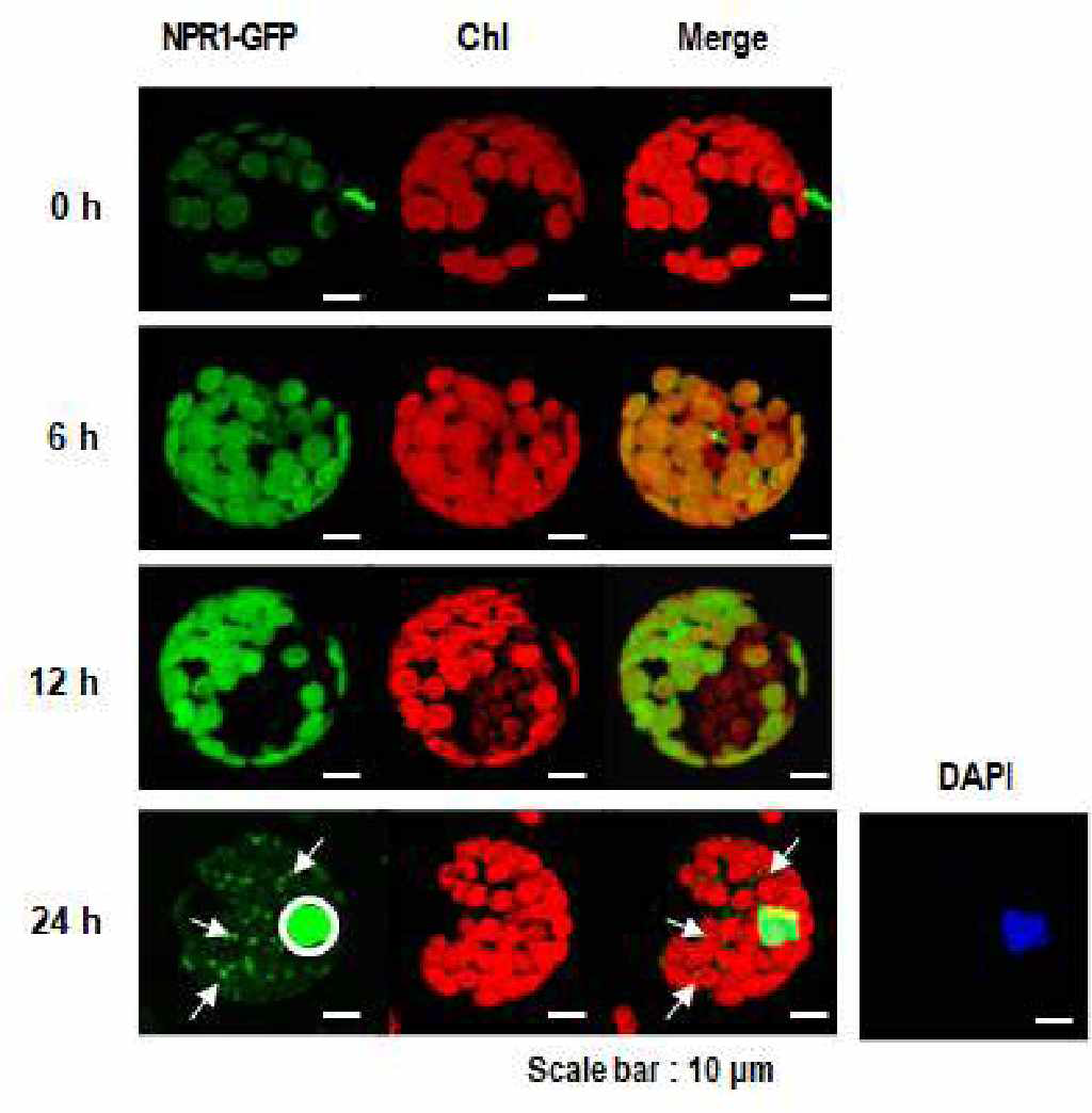 고염분 스트레스 처리 후, NPR1 단백질의 엽록체에서 핵으로 이동 관찰 (화살표: vesicle 형태의 NPR1의 이동)