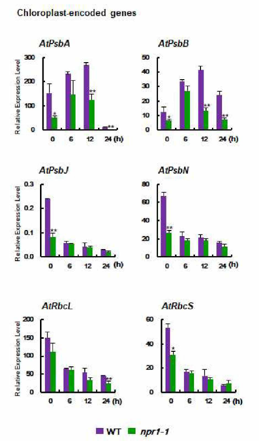 고염분 스트레스 처리 후 npr1-1 식물체에서 chloroplast-encoded 단백질의 유전자 발현 분석