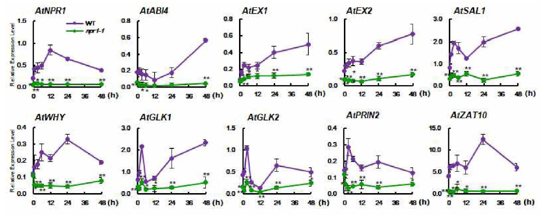 애기장대 돌연변이 npr1-1에서는 retrograde signaling 관련 유전자 발현