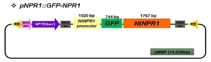 NPR1 단백질의 N 말단에 GFP를 붙인 pNPR7:.NPR7-GFP construct