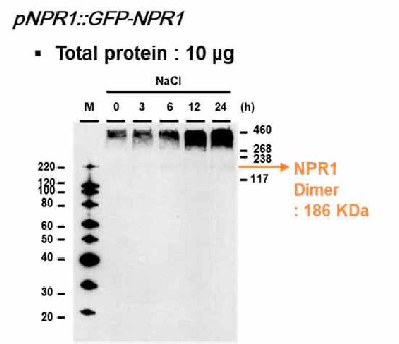 고염분 스트레스 처리 후 pNPR 1::GFP-NPR 1 protoplast의 total 단백질에서 NPR1으| oligomer 변화 관찰