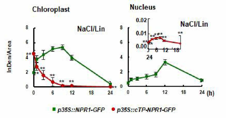 엽록체 단백질 합성 저해제 (Lincomycin) 처리 후, NPR1 단백질의 엽록체 축적 분석