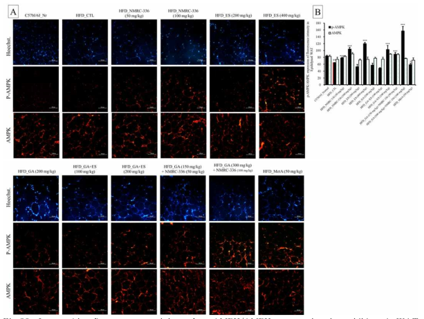 Immunohistofluorescencestaining of p-AMPK/AMPK expression in epididymal-WAT of HFD-induced obese mice. Immunohistofluorescencestaining of p-AMPK/AMPK expression in obese mice fed high fat diet for 10 weeks. C57bl/6_Nr group, normal diet group; HFD_CTL, 60% high fat diet group; HFD-HFD_NMRC-336 (50 mg/kg);HFD-NMRC-336 (100 mg/kg); HFD-ES (200 mg/kg); HFD-ES (400 mg/kg); HFD-GA (200 mg/kg); HFD-GA+ES (100 mg/kg); HFD-GA+ES (200 mg/kg); HFD-GA 150 mg/kg+NMRC-336 50 mg/kg; HFD-GA 300 mg/kg+NMRC-336 100 mg/kg; and HFD-MetA_50 mg/kg. (A) p-AMPK/AMPK (red) and Hoechst (blue). Densitometricquantification of p-AMPK (B). Fluorescence values quantified by the Image J program are represented as bars, Statistically significant values compared with HFD-CTL by T test (*p<0.05, **p<0.01. **p<0.001. ##p<0.01 vs C57bl/6J_Nr)