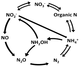 생물학적 질소 순환 (N-cycle)