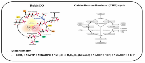 Calvin-Benson-Bassham (CBB) cycle을 통한 ribulose bisphosphate carboxylase/oxygenase (RubisCO) 경로 및 CO2 동화작용