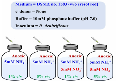 N.europaea-spent medium이 탈질균 N2O 발생에 미치는 영향 연구 실험 설계 (대조군 실험)