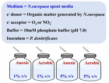 N .europaea-spent medium이 탈질균 N2O 발생에 미치는 영향 연구 실험 설계 (실험군 실험)