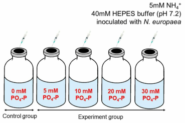 다양한 PO4-P 농도가 N. europeae의 N2O 발생에 미치는 영향 실험 모식도