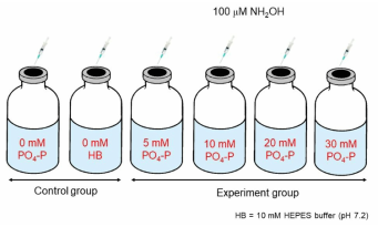 다양한 PO4-P 농도가 NH2OH-mediated N2O 발생에 미치는 영향 실험 모식도