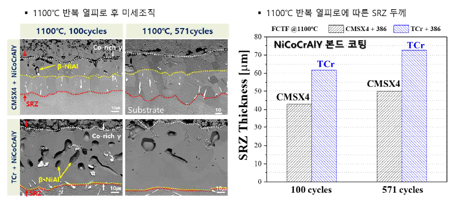 1100℃, NiCoCrAlY 하에서 상용합금과 TCr 합금의 계면 반응 비교