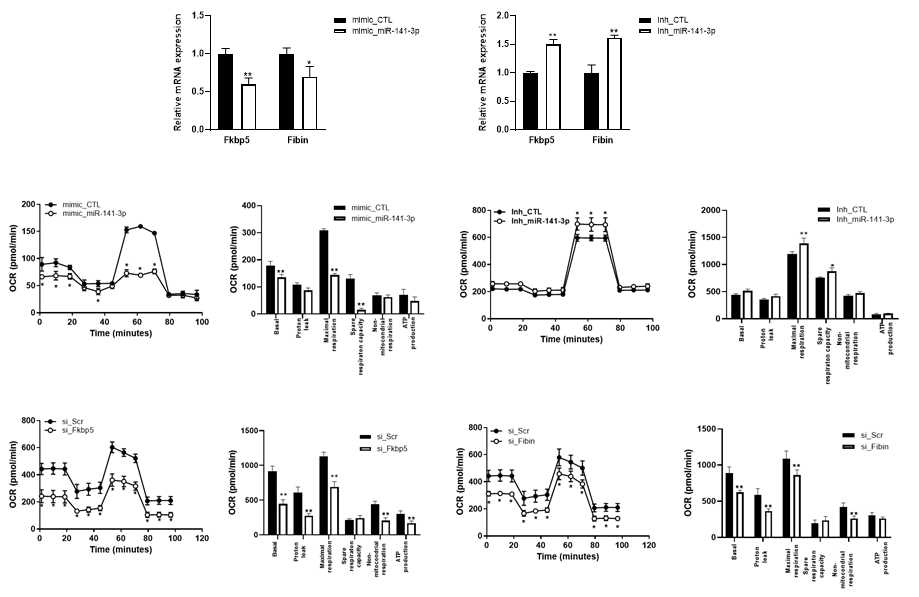 miR-141-3p/Fkbp4, Fibin pathway가 미토콘드리아 기능에 미치는 영향
