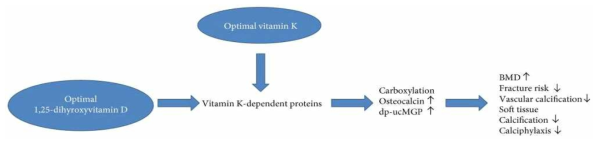 비타민 K와 D의 골건강과 관련된 시너지 효과