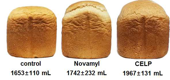 효소를 이용하여 생산된 빵의 부피변화 비교