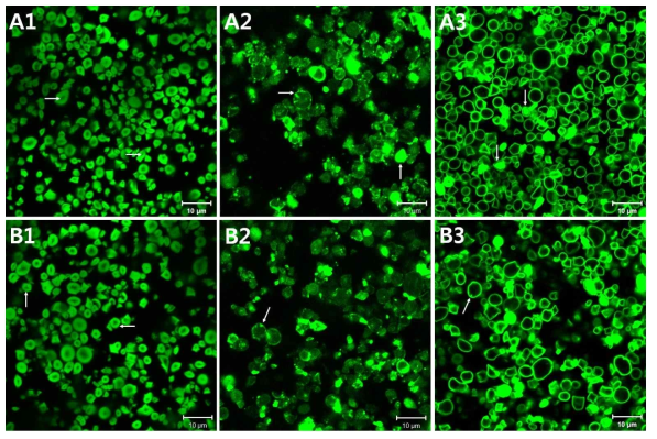 CLSM images of native starches from normal (A) and waxy (B) rice stained with aqueous merbromin (1), CBQCA (2), and methanolic merbromin (3) (scale bar=10 μm)