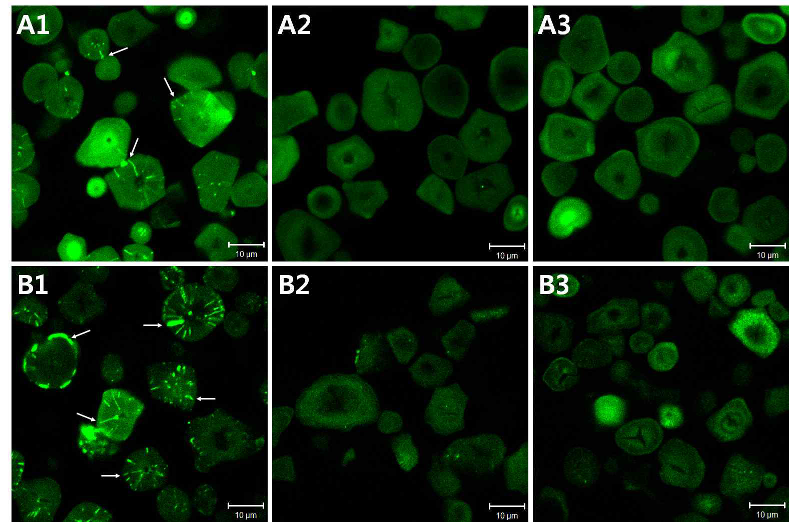 CLSM images of native (A1 & B1), pronase-treated (A2 & B2), and protease K-treated (A3 & B3) starches from normal (A1-A3) and waxy corn (B1-B3), labeled with CBQCA (scale bar=10 μm)
