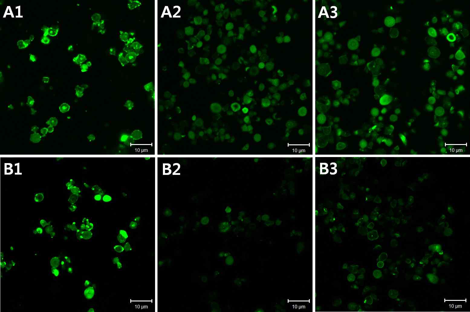 CLSM images of native (A1 & B1), pronase-treated (A2 & B2), and protease K-treated (A3 & B3) starches from normal (A1-A3) and waxy (B1-B3) rice, labeled with CBQCA (scale bar=10 μm)