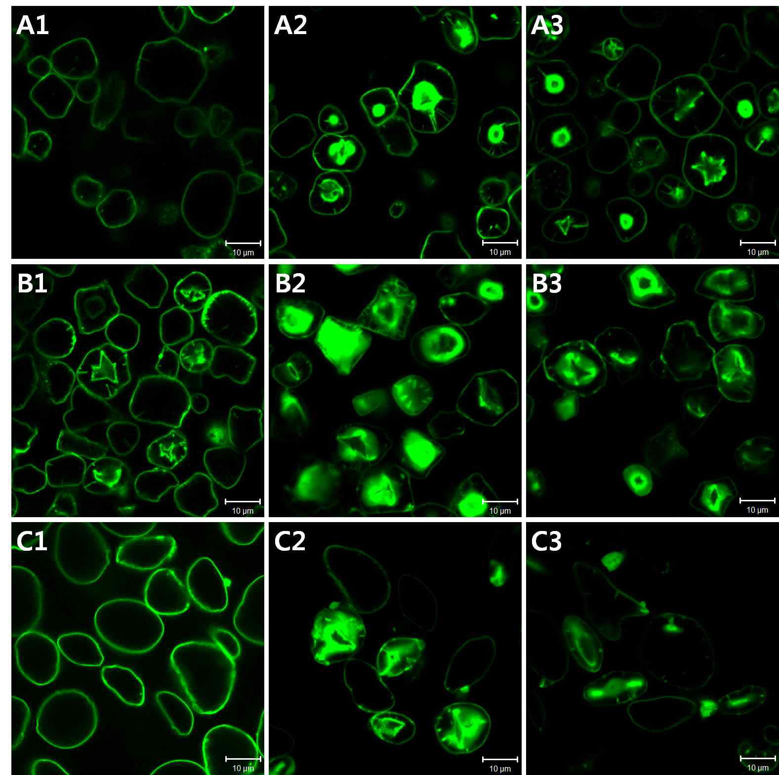 CLSM images of native (A1, B1, & C1), pronase-treated (A2, B2, & C2), and protease K-treated (A3, B3, & C3) starches from normal corn (A1-A3), waxy corn (B1-B3), and wheat (C1-C3), followed by staining with methanolic merbromin (scale bar=10 μm)