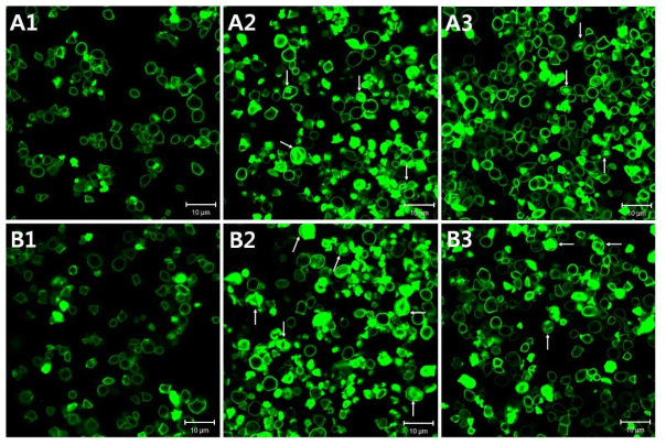 CLSM images of native (A1 & B1), pronase-treated (A2 & B2), and protease K-treated (A3 & B3) starches from normal (A1-A3) and waxy (B1-B3) rice, followed by staining with methanolic merbromin (scale bar=10 μm)