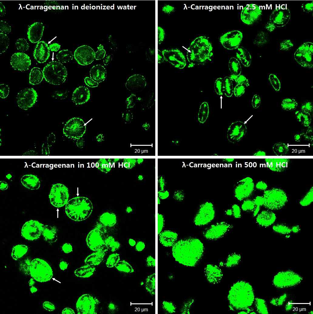 Reflectance CLSM images showing the locale of λ-carrageenan within pronase-treated wheat starch granules