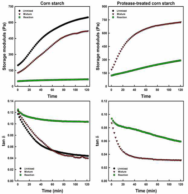 Changes in storage modulus and tan δ of native and protease-treated starches from corn according to storage times
