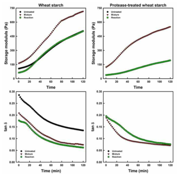 Changes in storage modulus and tan δ of native and protease-treated starches from wheat according to storage times