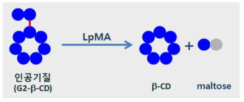 LpMA G2-β-CD 가수분해 action pattern
