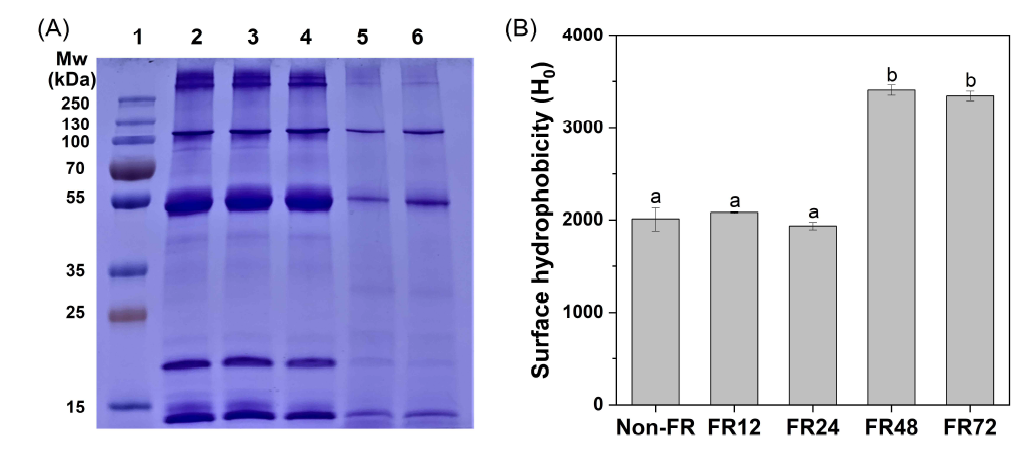 (A) Protein profile SDS-PAGE, and (B) Surface hydrophobicity (H0) of naturally fermented rice flour