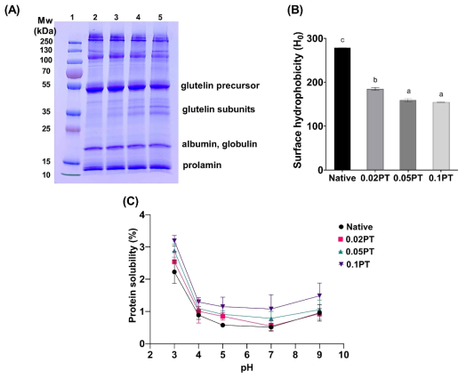 Protein profile SDS-PAGE, (B) surface hydrophobicity (H0), and (C) protein solubility (%) of protease-treated rice flour at different pH levels