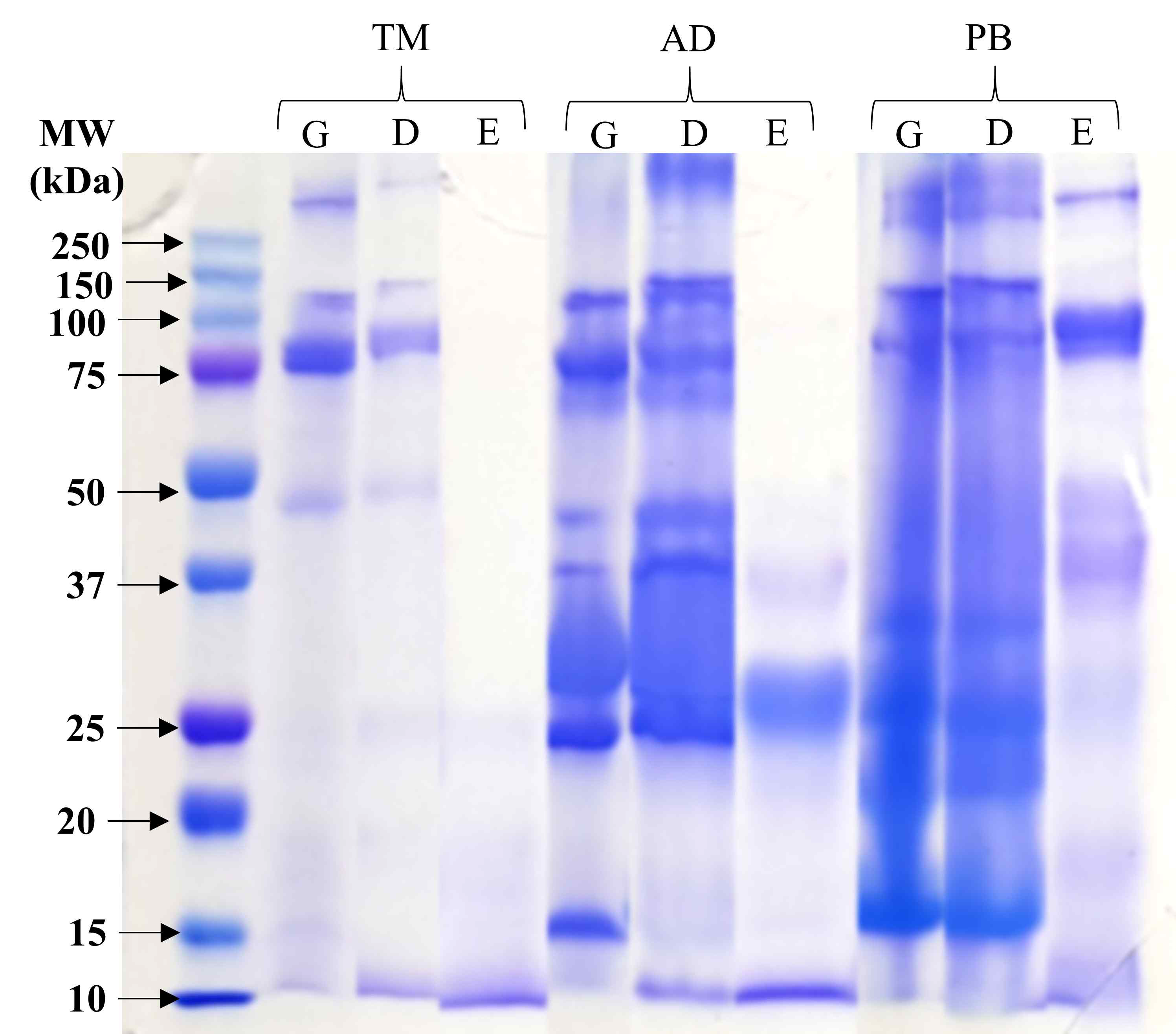 각 공정별 식용곤충 분말의 SDS-PAGE (자체생성). 1) All edible insect was freeze-dried defatted larvae powder (TM: Tenebrio molitor, AD: Allomyrina dichotoma, PB: Protaetia brevitarsis) and G, D and E meant ground, defatted, and extracted