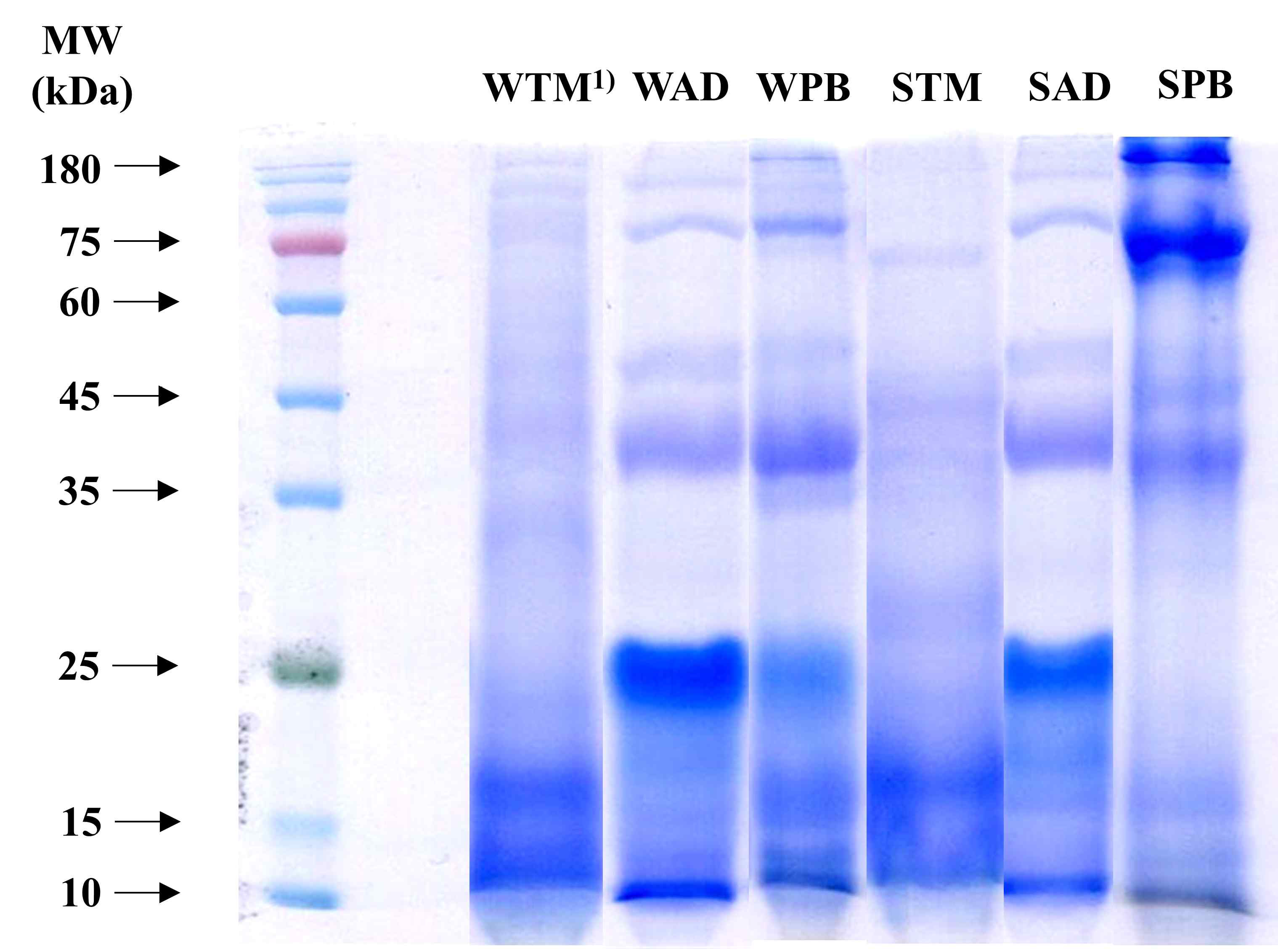 염농도에 따른 식용곤충 추출 단백질의 SDS-PAGE (자체생성). All edible insect was freeze-dried defatted larvae powder (TM: Tenebrio molitor, AD: Allomyrina dichotoma, PB: Protaetia brevitarsis) and W and S meant water soluble and salt soluble