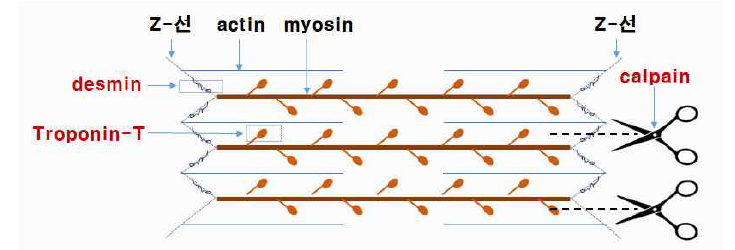 근수축 단백질 및 근육 분해 효소 모형도