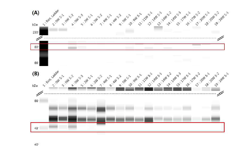 쇠고기 숙성기간 중의 숙성관련 효소 변화 [(A)calpain, (B)cathepsin]