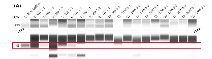 쇠고기 숙성기간 중의 house keeping protein 변화 (계속) [(A)β-actin, (B)GAPDH, (C)tubulin, (D)HSP90]