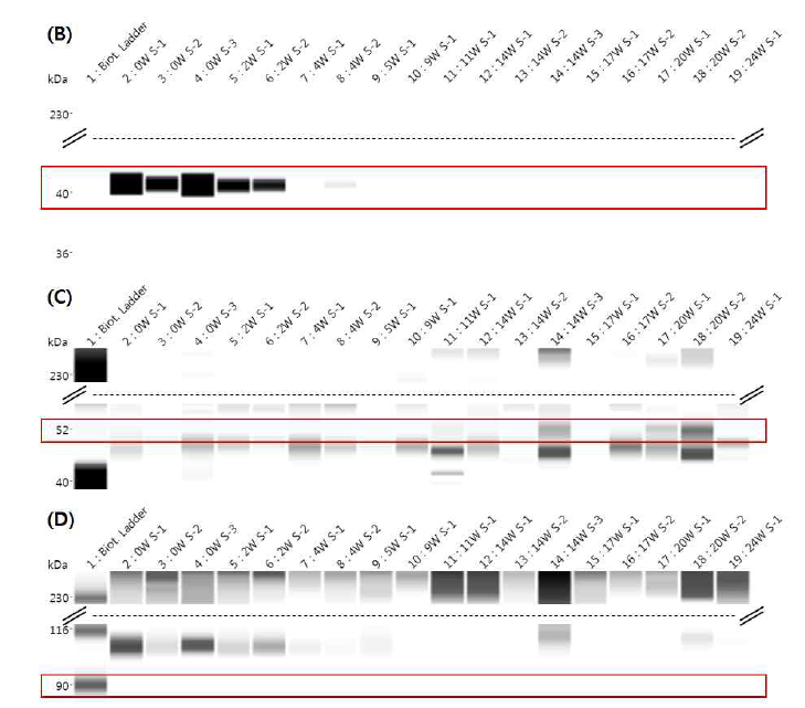 쇠고기 숙성기간 중의 house keeping protein 변화 [(A)β-actin, (B)GAPDH, (C)tubulin, (D)HSP90]