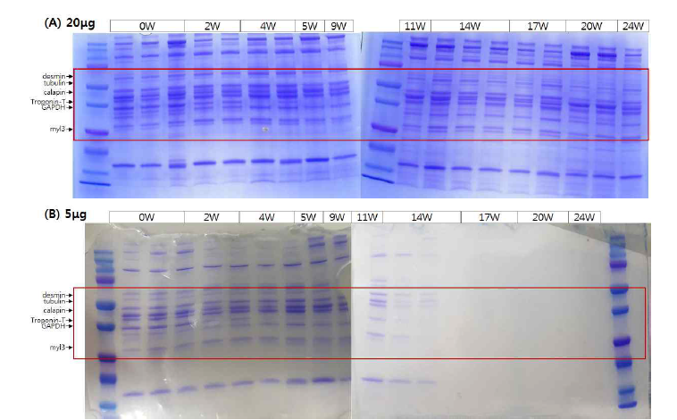 SDS-PAGE 분석을 통한 쇠고기 숙성기간 중의 단백질 변화 [(A)20μg loading, (B)5μg loading]
