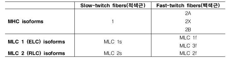 근육 종류별 heavy chain과 light chain