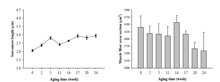 쇠고기 숙성기간 중의 근절길이 및 근섬유 분포도 변화