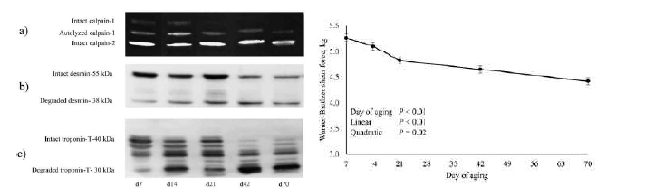 쇠고기 숙성기간 중의 근섬유 단백질의 degradation과 전단력 감소