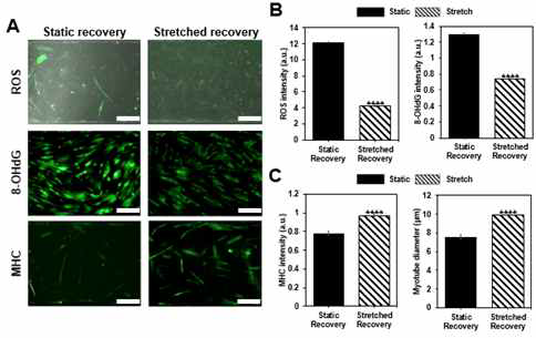 Stretch 자극의 여부에 따른 손상된 근육 세포의 회복 정도 비교 Kim et al., Micromachines (2018)
