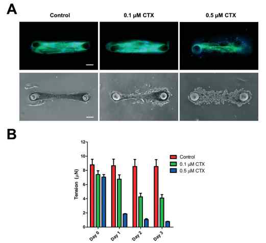 근육 세포의 3차원 배양과 Cardiotoxin 약물에 대한 반응성 테스트