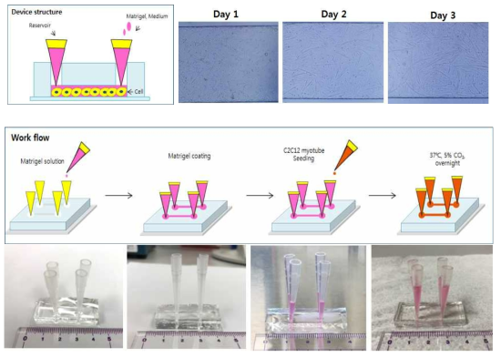 디바이스 구조 및 세포 배양 과정