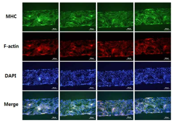 Microfluidic stretch system에서의 근육 세포 분화