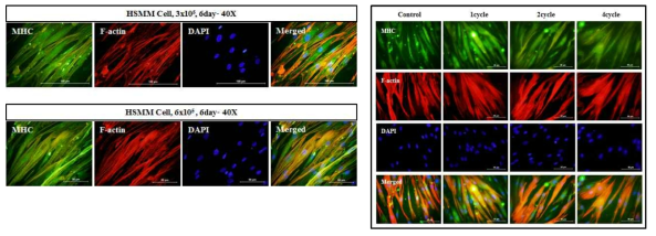 Human skeletal muscle myoblast 세포에서 stretch cycle에 따른 근육 세포의 변화 분석